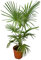 Winterharte Hanfpalme XL - Trachycarpus fortunei - Gesamthöhe 140-160 cm - Topf Ø 36 cm