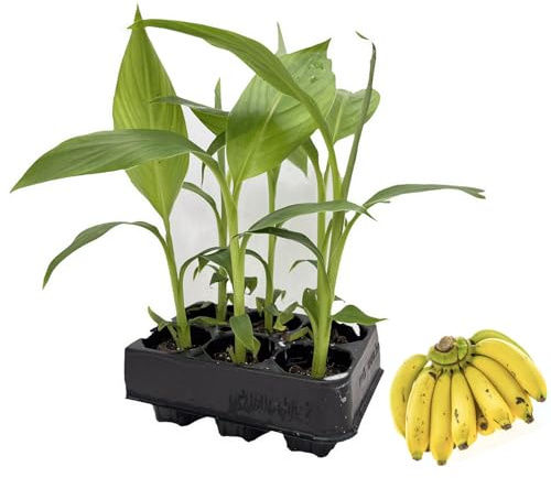 Musa Basjoo Jungpflanzen Winterfeste Banane 6er-Set