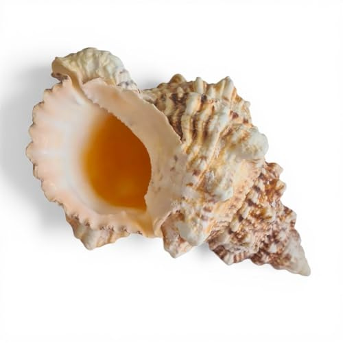 Large Natural Frog Shell 15-20cm, Bursa Bulba Sea Shell, Real Vintage Decorative Conch Shell, Coastal Home Decor, Beach House Shelf Display, Aquarium Style Seashell, Air Plant & Succulent Decor