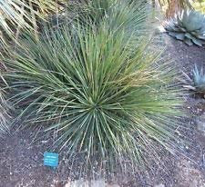 Agave Striata VAR Striata 15 SEMI
