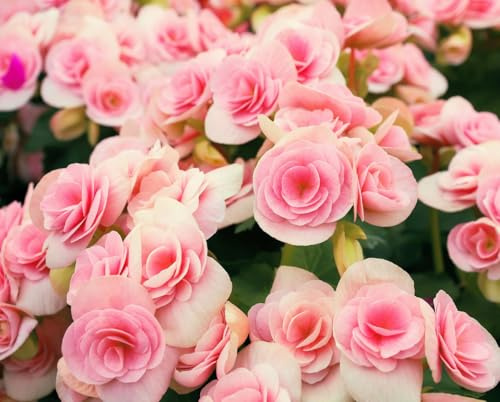 Pink Delight Begonia Bulbs for Growing - Do Well Indoors or Outdoors as an Annual - Stunning Pink Begonia Flower Bulbs (6 Bulbs)