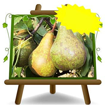 EURO PLANTS VIVAI Poirier Conférence plante fruitière ancienne en pot 20 cm hauteur 150-170 cm - Âge 2 ans