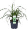 Carex morrowii Ice Dance ca. 30 cm - Ziergras - Seegen - winterhart - Sauergrasgewächs