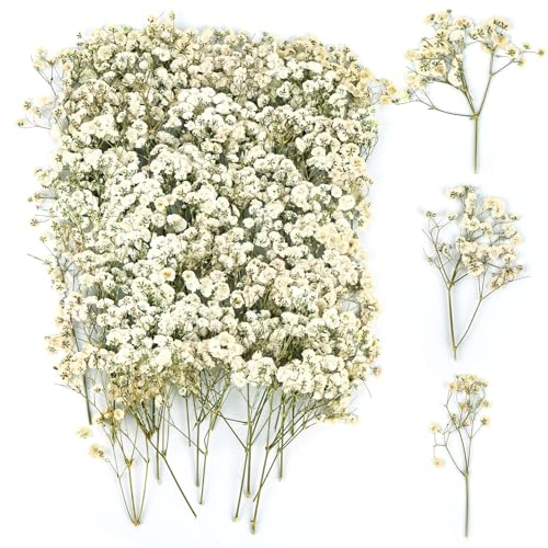 100 stycken torkade blommor, äkta natur, vita torkade blommor, små pressade blommor, slöja, torkade för gör-det-själv ljus, botaniska exemplar, fotoram, nagelkonst