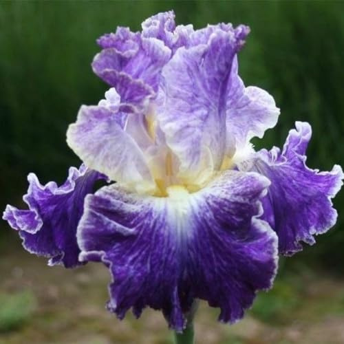 Schön Iris-Rhizom, Überraschend wachsend, Winterhart Mehrjährig, Geeignet für Frühling und Herbst, Kein Gießen Erforderlich, Leicht Zu ZüChten-5 Rhizom-C