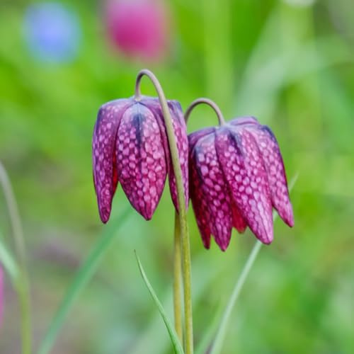 kaiserkronenknollen - fritillaria zimmerpflanzen gartenbedarf kaiserkrone herbstpflanzen winterhart blühend winterharte garten balkonblumen balkonpflanzen deko topfpflanzen 15zwiebeln