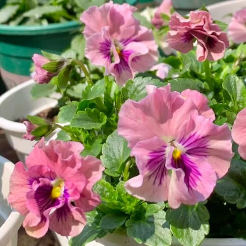 semi di viola cornuta perenne rare, decorazione soggiorno, viola cornuta, rampicanti resistenti, biologici to perenni, decorazione autunnale 60pcs