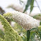 GreenboutiQ - Schmetterlingsflieder Winterhart - Buddleja davidii White Profusion - Blüte Weiß - 1 Pflanze - Laubabwerfend - Schmetterlingsanziehend - Topf 17cm Höhe 25cm