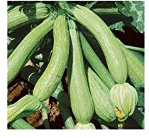Idroponica Semi biologici di Zucchino Genovese
