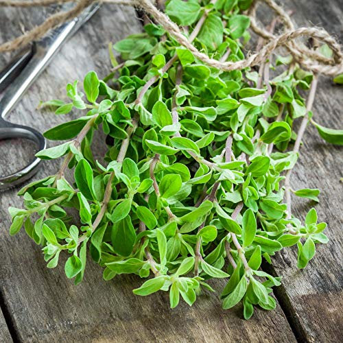 Sweet Marjoram Seeds Origanum majorana Hardy Annual Herbs Vegetable Garden Plants Easy to Grow Your Own 1 Packet of 750 Seeds by Thompson and Morgan