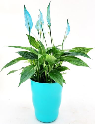 POWERS TO FLOWERS - SPATIFILLO MULTIFLORA COLOR LIFE BLU IN VASO CERAMICA AZZURRO, VASO 12cm DIAMETRO, altezza 30CM, Pianta Vera