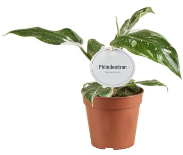Filodendro Princesa Blanca - 30cm - Ø12cm - Planta de interior