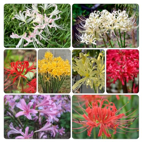 giglio ragno - Lycoris Radiata giardino Copertura terreno 15bulbi
