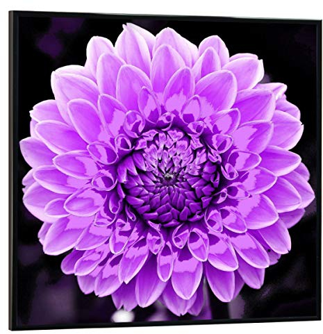 artboxONE Poster mit schwarzem Rahmen 40x40 cm Abstrakt Dahlie pop lila - Bild dahlie blüte dahlie