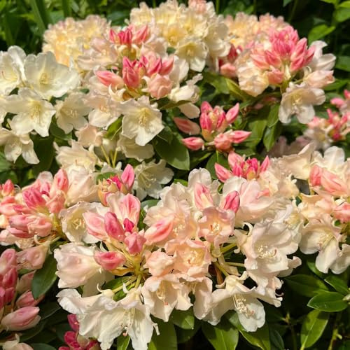 semillas de rododendro, azalea, de jardín resistentes balcón silvestres verano primaveral colgantes jardín pleno sol 85pcs