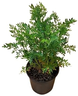 Planta Mágica | RUDA | Rue |Ruta Graveolens | Planta Atrae Fortuna