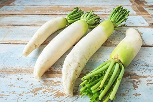 100 Graines de Radis Blanc du Japon, Daikon Radish Agata seeds:Seeds only