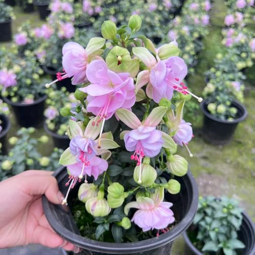 Fuchsien Hängend, bio balkongewächshäuser garten blumendeko balkonpflanzen geschenke für gartenliebhaber herbstblumen winterhart 55Samen
