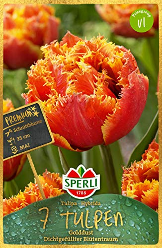 Sperli Premium Tulipa Golddust, 7 Stück Blumenzwiebeln