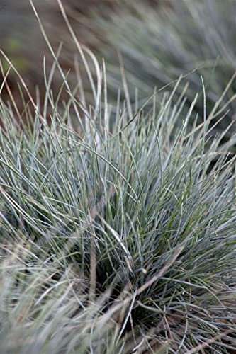 Festuca cinerea 'Azurit' 9x9 cm Topf – Winterhart, Mehrjährig, Pflegeleicht – Blau-Schwingel – Ziergras für Steingarten & Rabatte