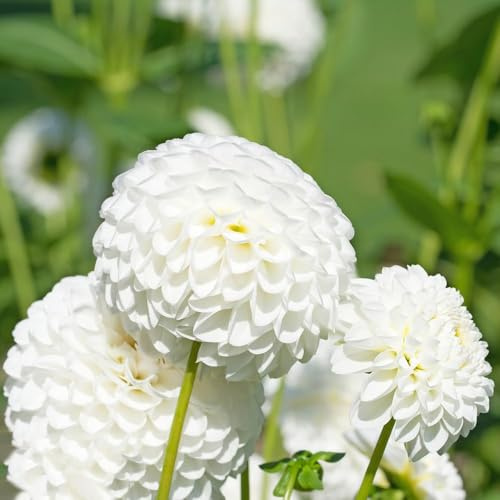 10 pezzi bulbi di dalia - perenne resistenti, giardino resistenti, giardino, bulbo rocce giardino