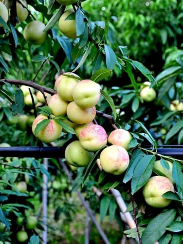 Pianta di Pesco - Pesca noce - Merendella di Agosto in vaso o fitocella