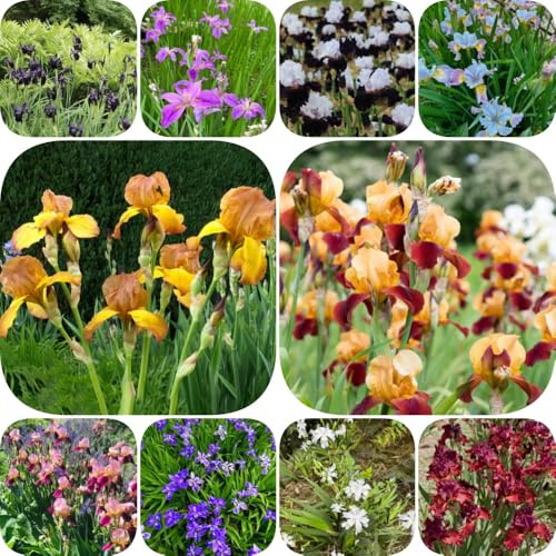 Bulbos de iris - de balcón bulbos resistentes para jardines rocas iris, decoraciones jardín para exteriores jardín exótico resistentes en macetas al aire libre 8pcs