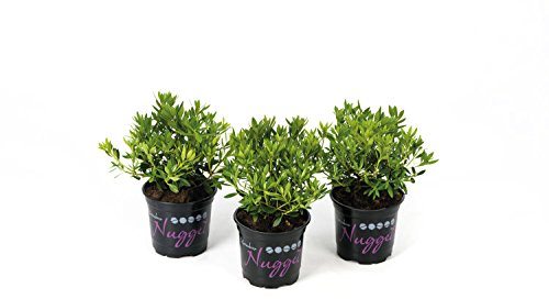 !!WELTNEUHEIT!! Nugget by Bloombux® – flower & form by INKARHO® 15-20 cm Nugget zu 10 Pflanzen