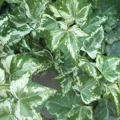 1 X HEDERA Helix 'Marbled White' Trailing Ivy Evergreen Shrub Hardy Plant in Pot