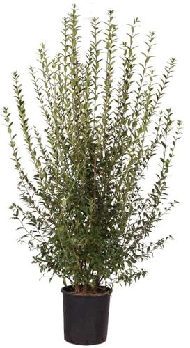 Ligustro comune Ligustrum vulgare pianta da siepe in vaso ø19 cm h. 80/100 cm Vivaio di Castelletto