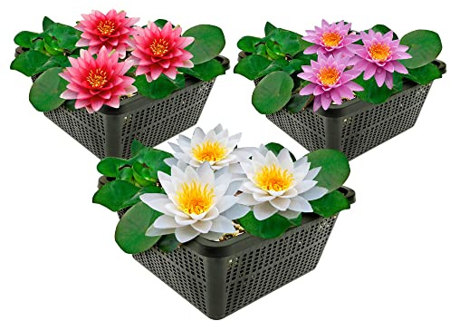 Vdvelde․com - Seerosen Set 3 Stück Rot Weiß Rosa im Pflanzkorb, 10-100 cm | Winterharte Wasserlilien mit Substrat, Dünger und Abdeckkies, spenden Schatten und beugen Algen vor