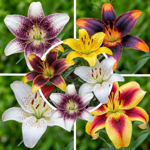FLORIUM Vårens dröm liljelökar samling | Förpackning med 15 rustika lökar i 5 sorter/färger | Liljelöksblandning från Holland för plantering i trädgården