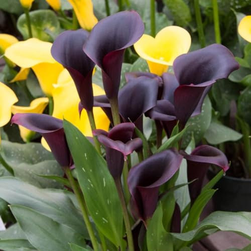 Calla Lily Bulbs-Calla Lily Bulbs for Planting Now UK,Plant Bulbs,Garden Flowers,Hardy Perennial,Wedding Flowers-4bulbs-a