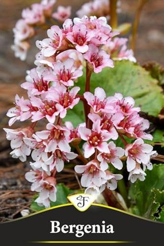 Pianta di Bergenia Ripple Effect pianta ornamentale da esterno giardino terrazzo balcone pianta vera fiore bianco rosa venduta da eGarden.store