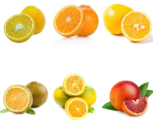 orangenbaumsamen, frisches draußen winterhart zitrus dekoration wohnzimmer kaufen seltene 55pcs