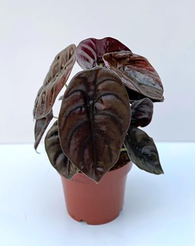 Alocasia Cuprea Red Secret Height 40cm Pot Size- 14cm