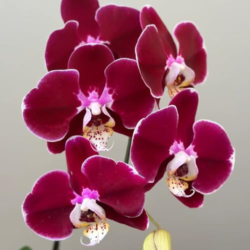 semillas de orquídea phalaenopsis - perennes resistentes decorativas jardín 150pcs