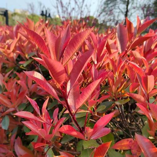 Photinia red robin - semi di giardino semi di esotica tagliati decorazione ufficio giardino ombra, resistente 600pcs