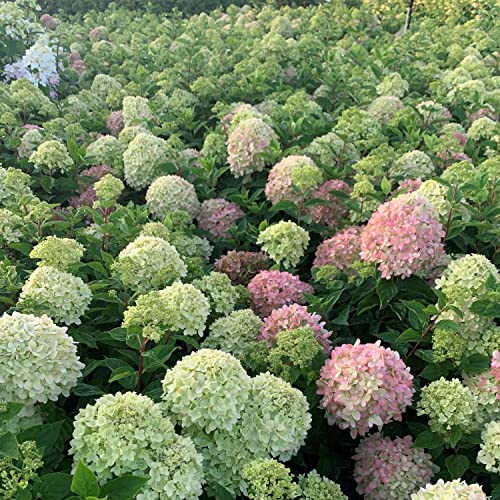 GARTEN SCHLÜTER® Rispenhortensie Little Lime limonengrün-rosa