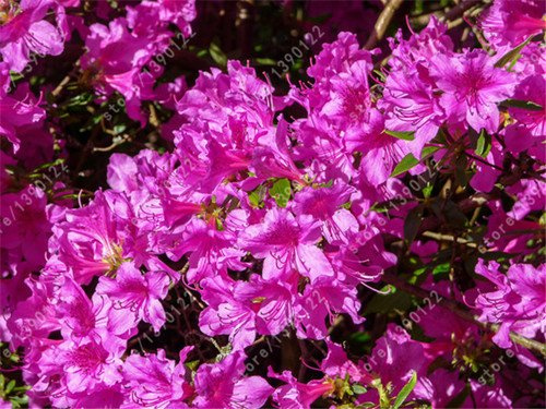 Graines Japonaises Azalee S Azalee Rhododendrons Graines De Fleurs De La Fleur De Chiffon De La Fleur De Couverture Couleurs Bonsaï Plantes Jardin Domestique De Bricolage