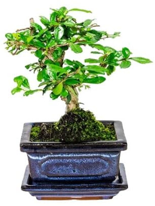 Bonsái de Carmona Microphylla Árbol Perfecto para Decorar el Hogar o la Oficina