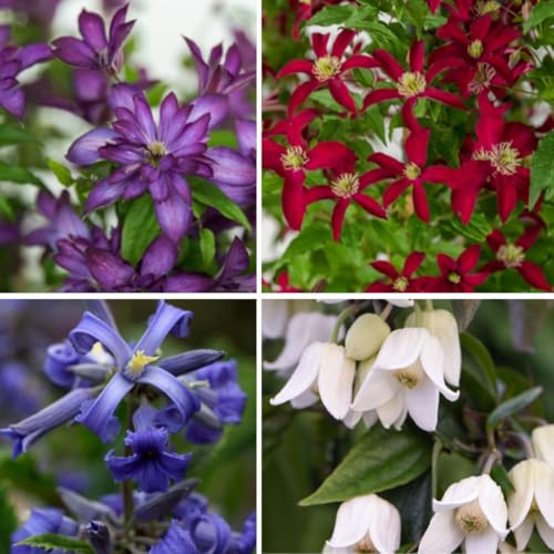 Clematis All Season Collection | Year-Round Flowering Clematis Varieties | Climbing & Herbaceous Plants for Walls, Borders & Winter Interest - 4X 7cm Potted Plants by Thompson & Morgan