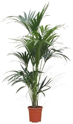 DECOALIVE Palmera XL Howea Forsteriana Palma Areca Natural