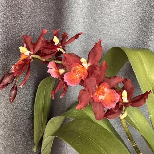 semi di orchidea oncidium - orchidee - rare, decorazione del soggiorno resistenti da giardino roccioso resistenti per aiuole rialzate 20pcs
