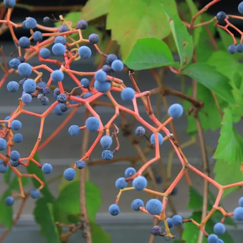 wilder wein, jungfernrebe - büropflanzen immergrüne seltene balkonpflanzen rankpflanzen zimmerbonsai nachhaltige produkte green wall deko vine kräutergarten balkon hängepflanzenzaun 300samen