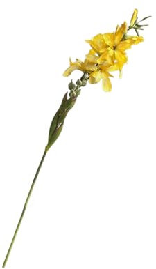 6pcs Artificial Gladiolus Flowers 38'' Long Silk Gladiolus with Stem Simulation Fake Flowers for Floral Arrangement and Floor Vase Decoration