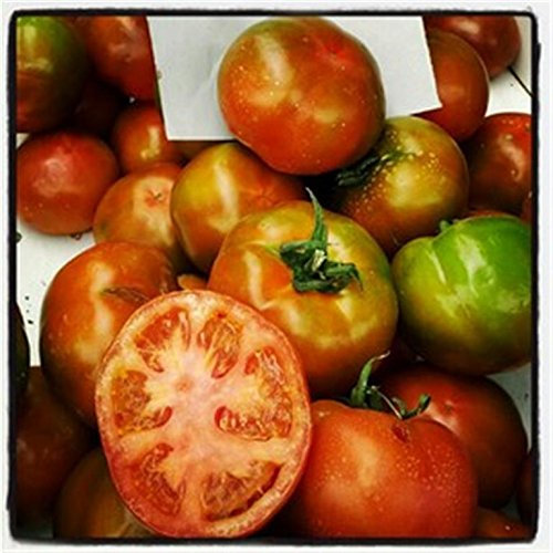 MUCHAMIEL SPAINISH Heritage Heirloom Bright RED Round Huge Meaty Beefsteak Tomato Seeds. Certified French Organic Grower