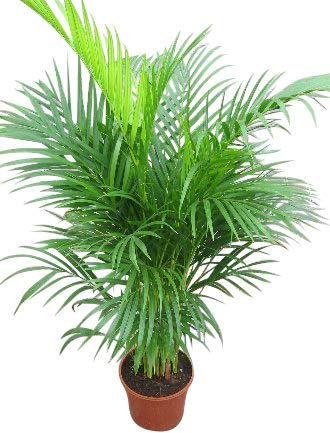 Planta de interior - Planta para la casa o la oficina - Chrysalidocarpus lutescens Palmera Areca - Palmera mariposa - 1 metro