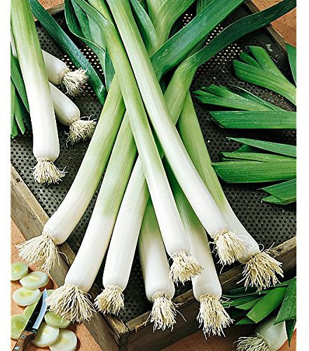 Unusual Rare Heirloom Heritage East European STAROZAGORSKI KAMUSH Leek 100 Seeds. Certified French Organic Grower
