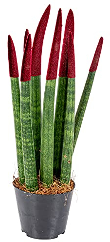 Bloomique - Sansevieria Velvet Touch - Lingua di Suocera - Pianta da Interno - Purifica l’Aria - Molto Facile da Curare - Altezza 20-30 cm - Vaso 9 cm